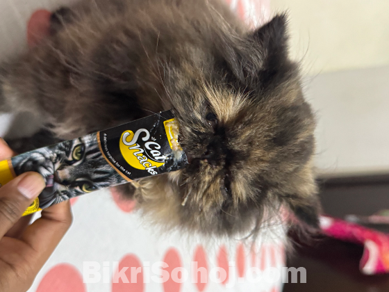 Tortoiseshell Breed Cat